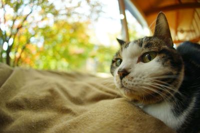 pet
