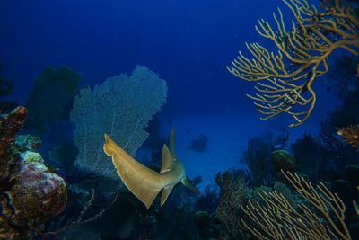 Close-up of nurse shark swimming in sea