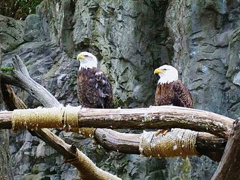 Bird perching on tree trunk