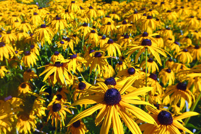 Close-up of yellow flowers