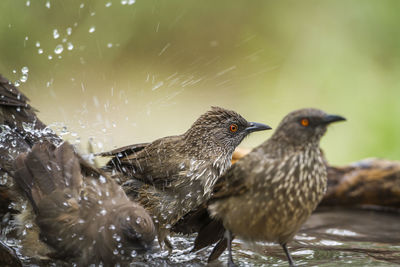 Close-up of birds perching on a water