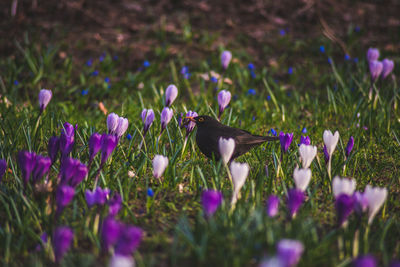 Close-up of purple crocus flowers blooming on field