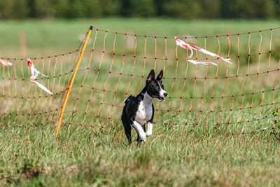 Basenji puppy first time running in field on competition