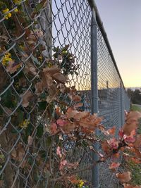 Flowering plants by chainlink fence against sky