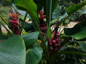 Close-up of flowers