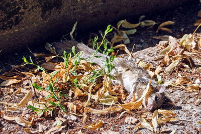 High angle view of lizard on dry leaves