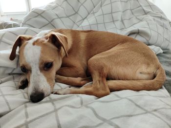 Dog resting on bed at home