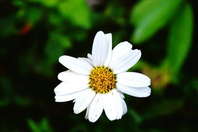 Close-up of white daisy flowers