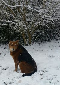Dog looking away while sitting on snow covered field