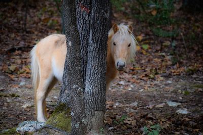 Horse standing in a field