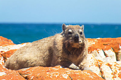 Squirrel on rock by sea against sky