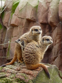 Meerkats looking away on log