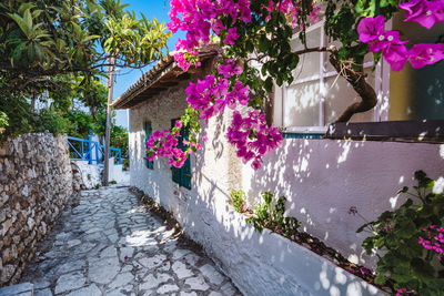 View of pink flowering plants against building