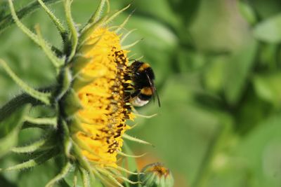 Close-up of bee on flower against blurred background