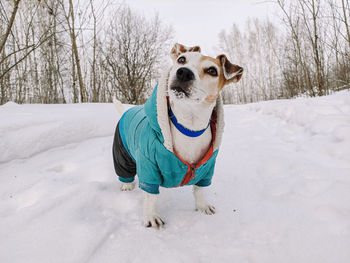 Dressed dog jack russell on a walk in the winter in the snow, stands looking up