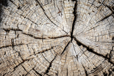 Close-up of season rings of a tree trunk