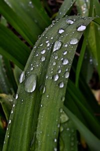 Close-up of water drops on grass