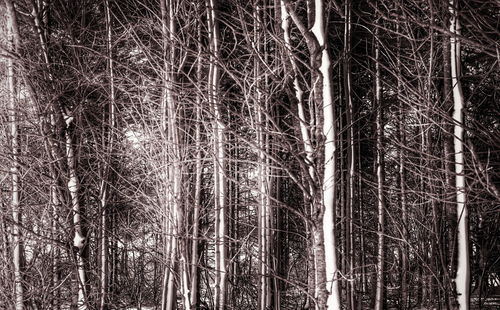 Low angle view of bamboo trees in forest