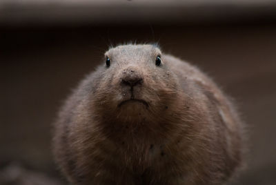 Close-up of cute animal