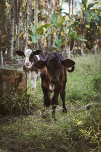 Cow standing in a field