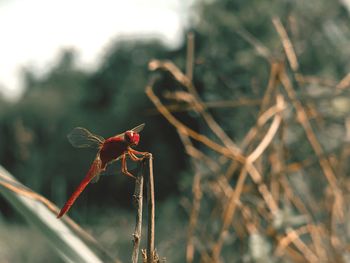 Close-up of dragonfly on plant