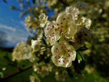 Close-up of cherry blossom