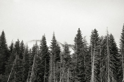 Pine trees in forest against sky during winter