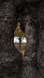 Close-up of tree trunk