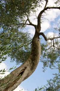 Low angle view of tree against sky