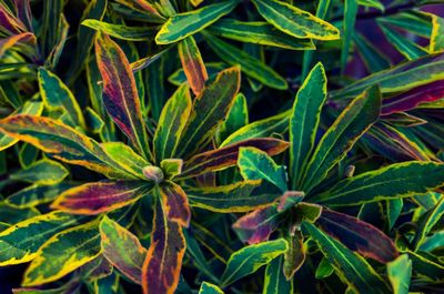 Full frame shot of plants