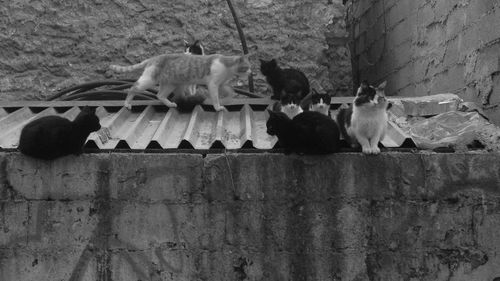 Close-up of two dogs