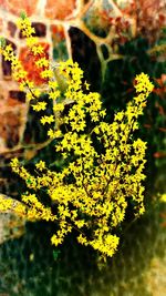 Close-up of yellow flowering plant during autumn