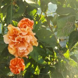 Close-up of flowers blooming outdoors