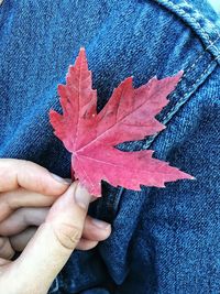 Close-up of person hand on maple leaf during autumn