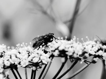 Close-up of fly perching on flower