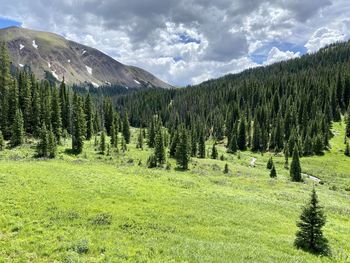 Scenic view of pine trees on landscape against sky