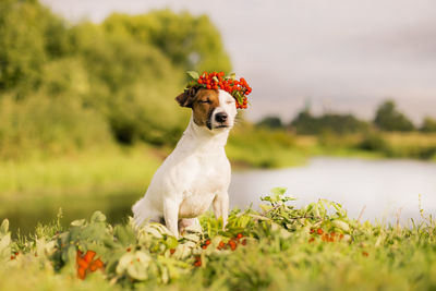 View of a dog on field