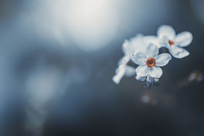 Close-up of white flowering plant