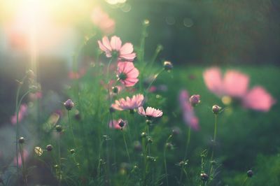 Close-up of cosmos flowers blooming outdoors