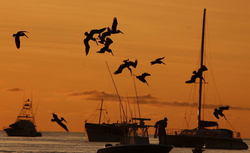 Silhouette birds flying over harbor at sea against orange sky during sunset