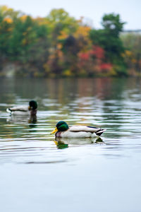 Ducks swimming in lake