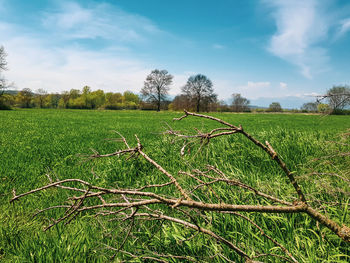 Scenic view of agricultural field against sky