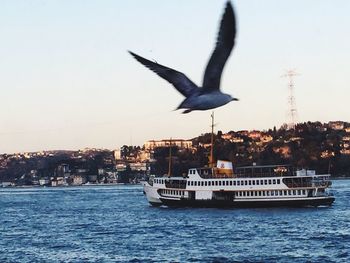 Bird flying over water