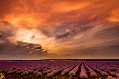 Scenic view of field against cloudy sky during sunset