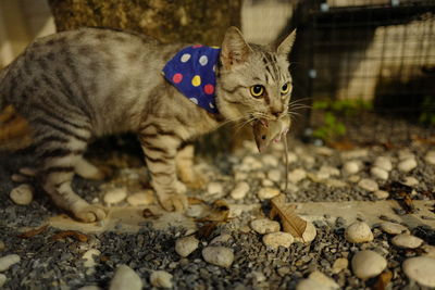 Close-up portrait of a cat