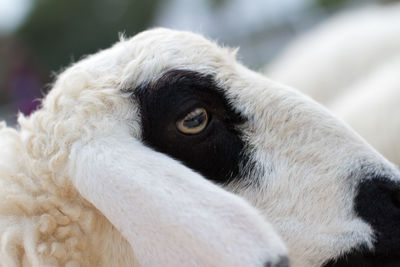 Close-up portrait of pug