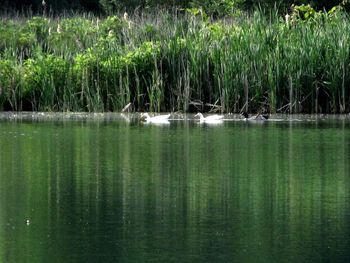 Scenic view of lake in forest