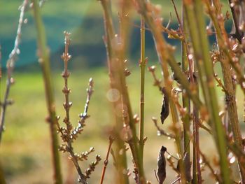 Close-up of wet plants