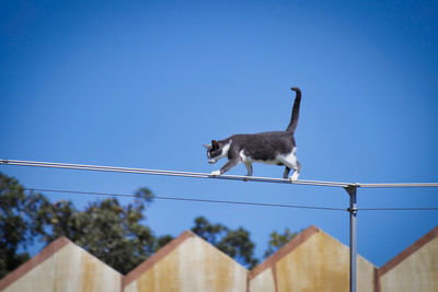 Low angle view of an animal against clear blue sky