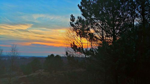 Trees at sunset